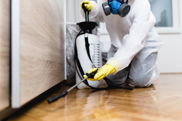 Best Wasp Removal Services  in Belle Isle, FL